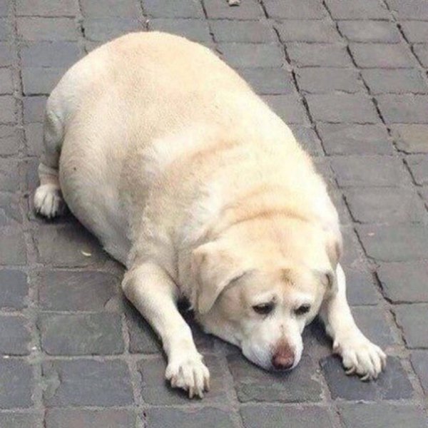 Лабрадор ретривер толстый щенок