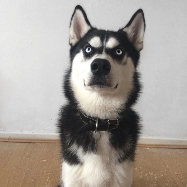 Злой щенок хаски