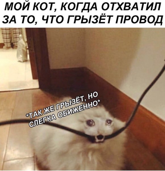 Кот с проводом Мем