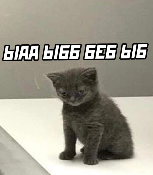 Котенок не вдупленыш