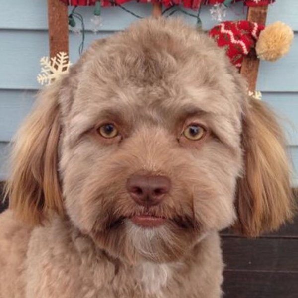 Солака с человеческим азнлчдом