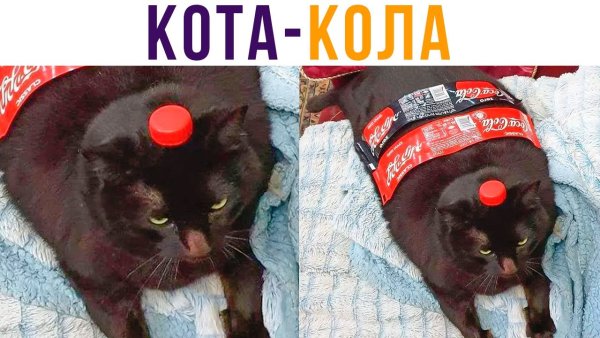 Котя с колай