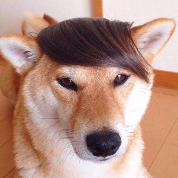 Собака с челкой