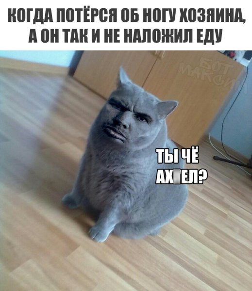 Кот загрузка