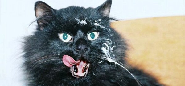 Котик с мордочкой в сметане