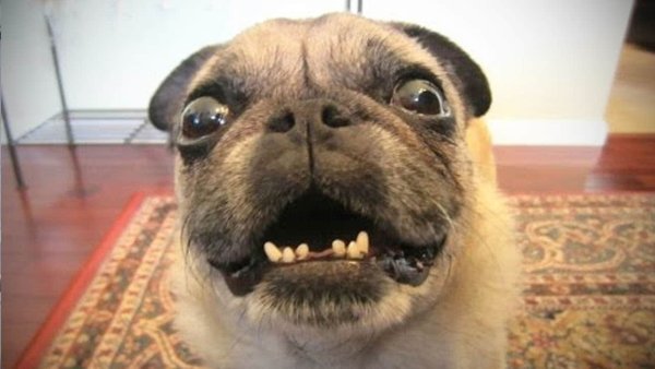 Собака визжит