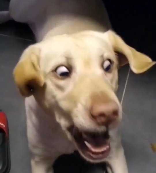 Собака визжит