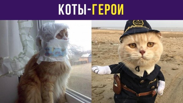 Кот герой