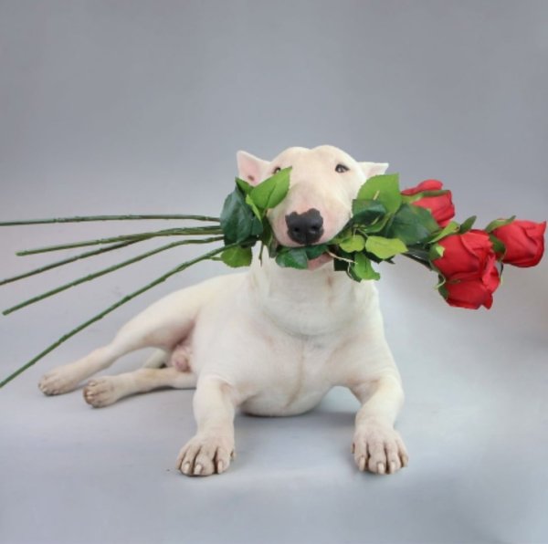 Собака с цветком