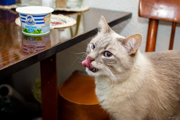 Котик в сметанке