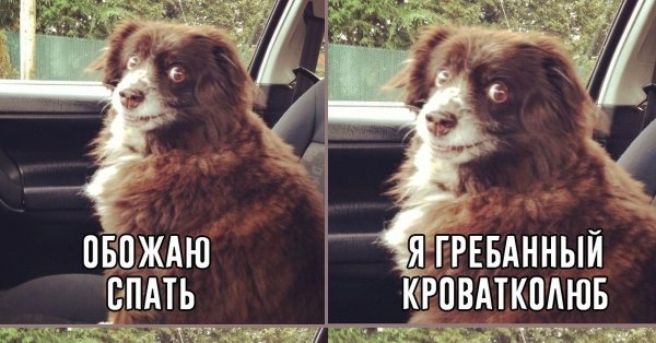 Серийный засыпальник подушкофил