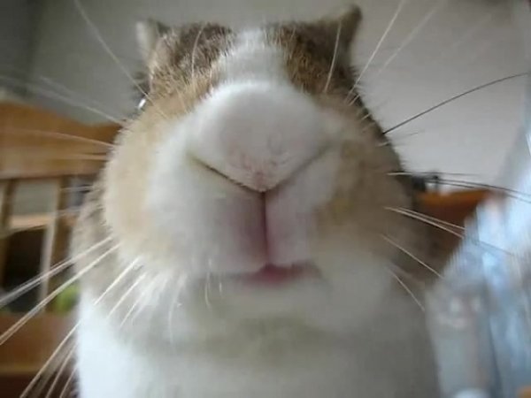 Что едят кролики