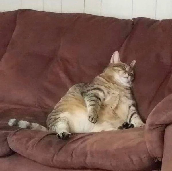 Уставшие коты мемы