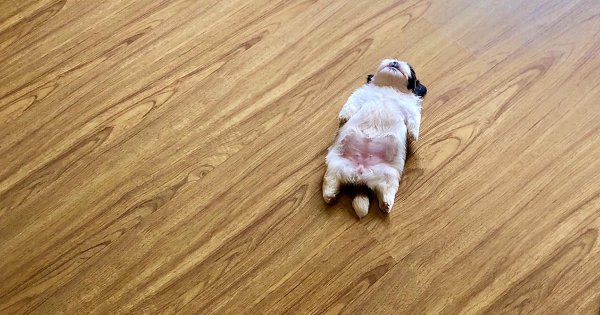 Щенок лежит на полу