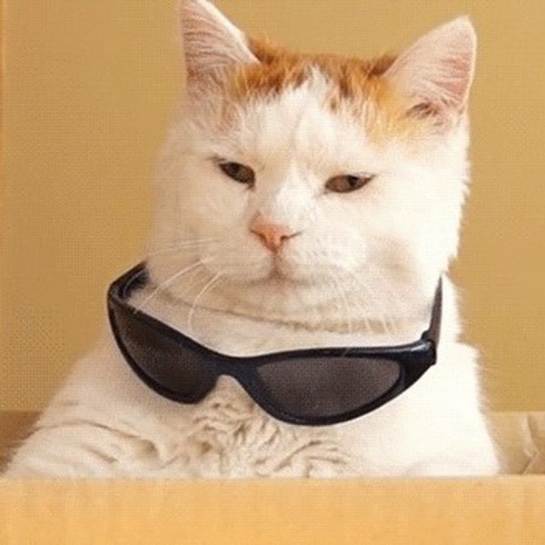 Крутые коты