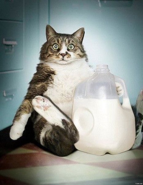 Кот с молоком смешной