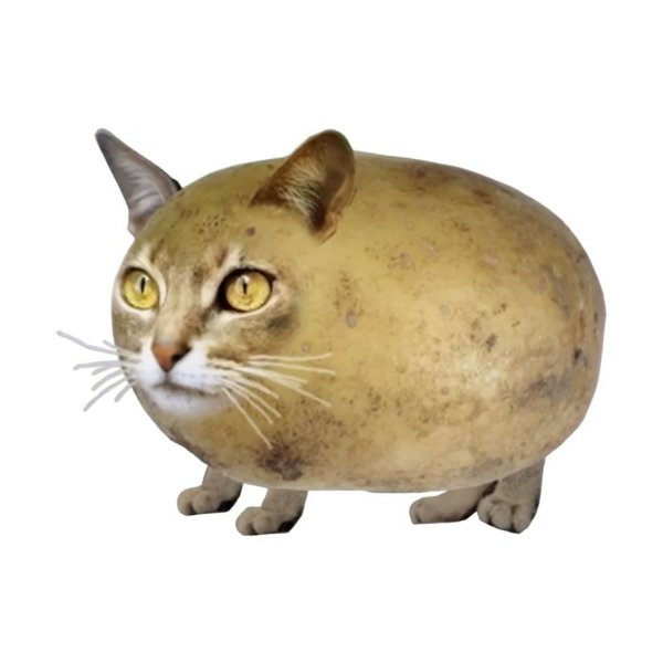 Белорусский кот