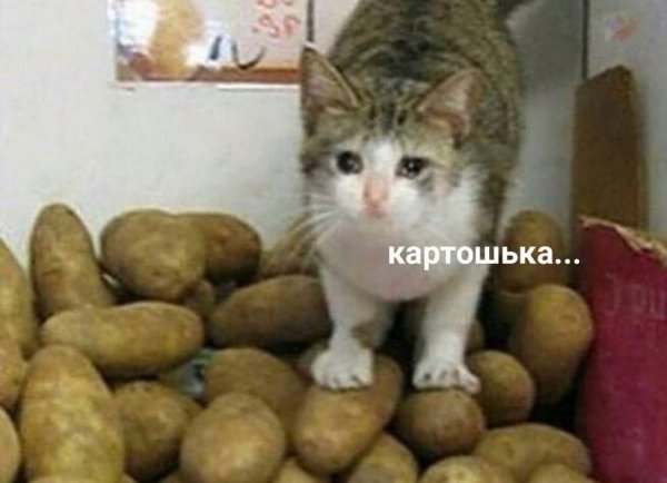 Котик ест картошку