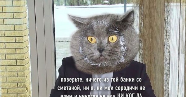 Кот спрашивает