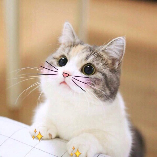 Милый кот улыбается