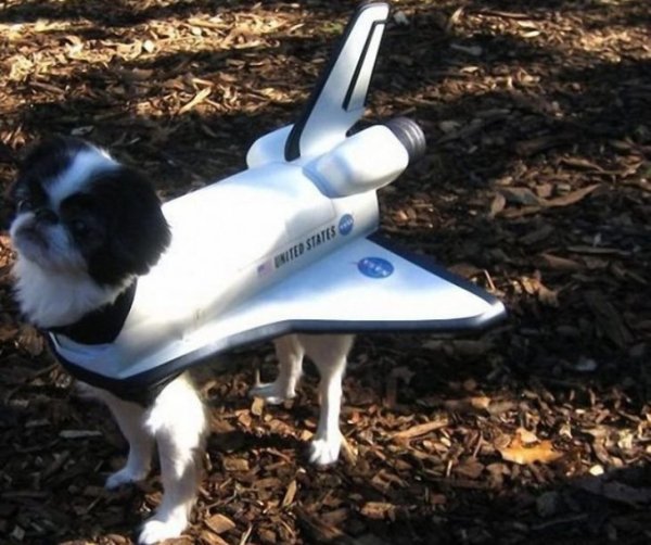 Собака вертолет