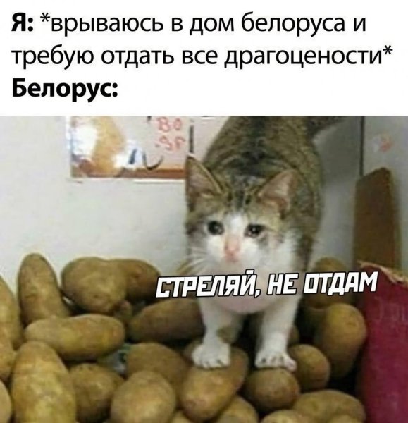 Кот картошка Мем