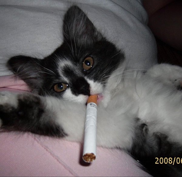 Котенок с сигаретой