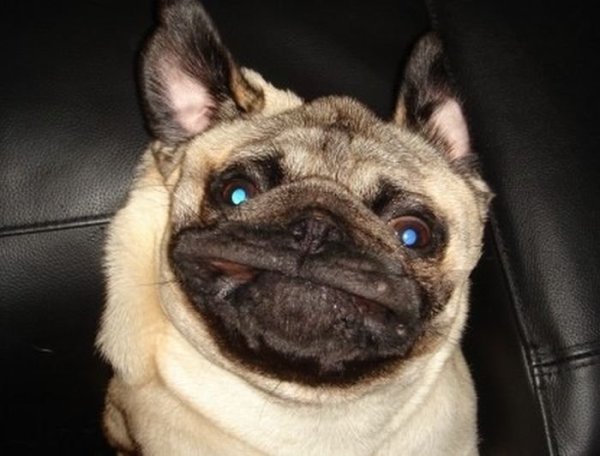 Смешная морда