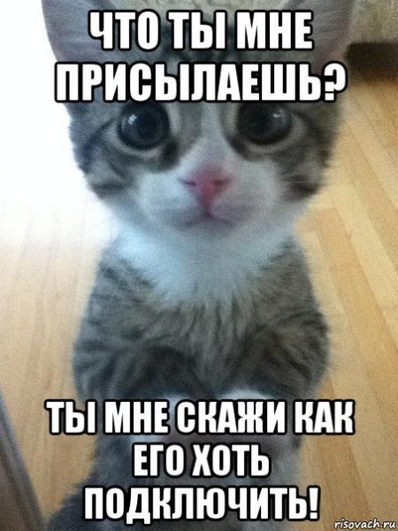 Котенок невдупленыш кот