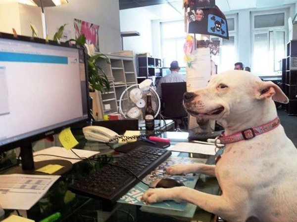 Животные на работе