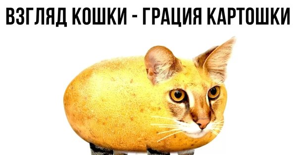 Взгляд кошки Грация картошки