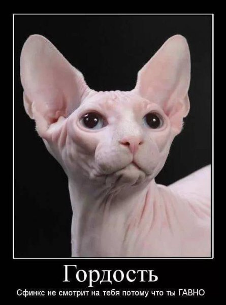 Сфинкс мемы