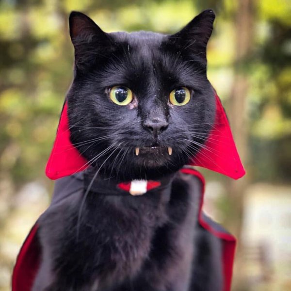 Мрякула порода