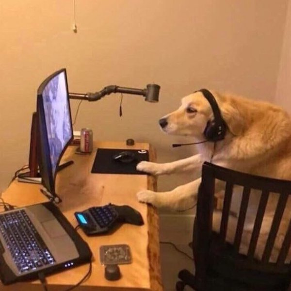 Собака за компом Мем
