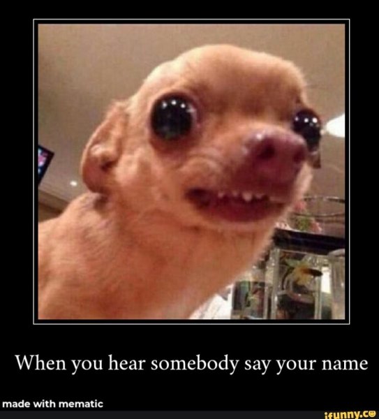 Смешная собака плачет