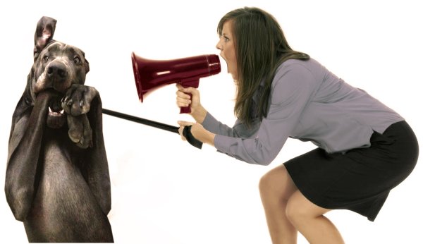 Собаку ругают
