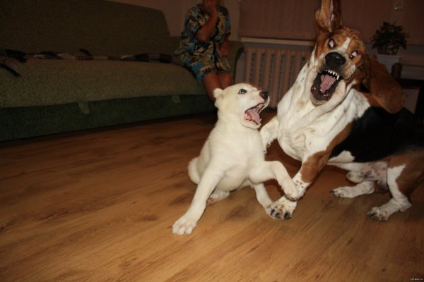 Покажи собак