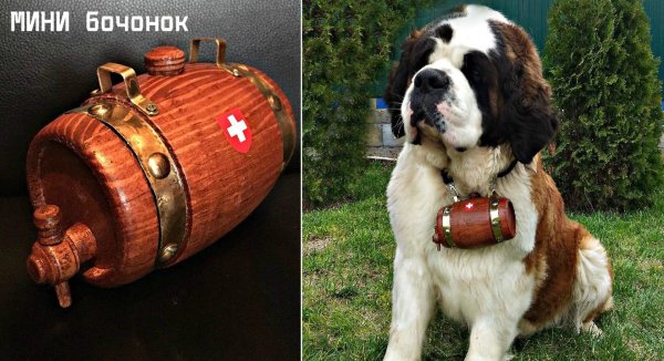 Сенбернар с бочкой