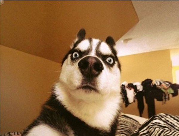 Собака удивляка