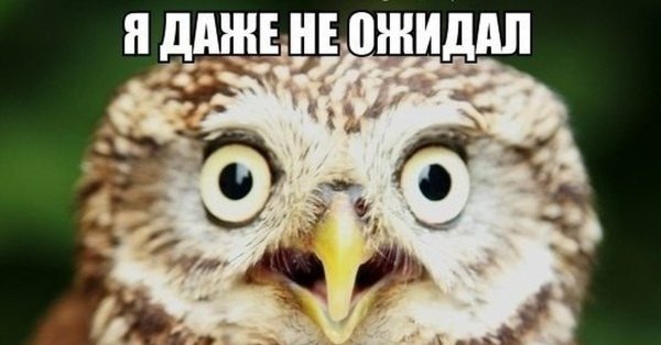Мемы с совами