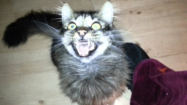 Кот вампир Мем