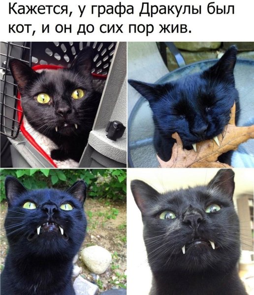 Граф Мрякула кот