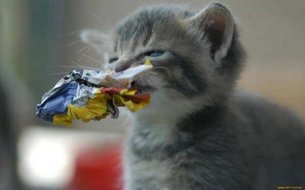 Кошка с фантиком