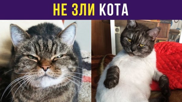 Alexey sova мемы с котами