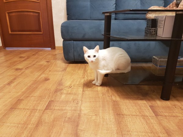 Прилег стоя полежать