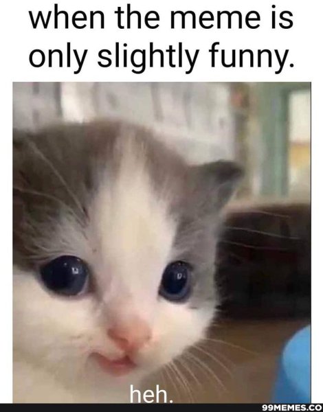 Кот hehe meme