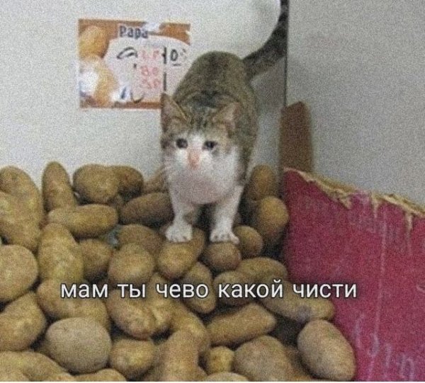 Кот Грация картошки