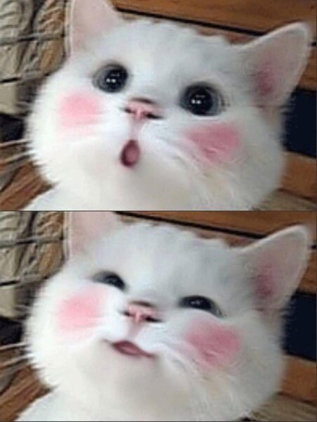 Котенок с розовыми щечками