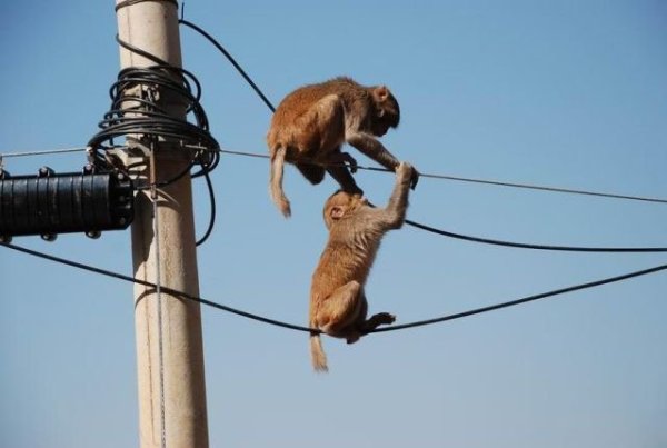 Провод перегрызла