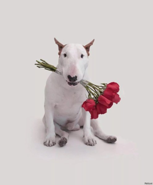 Бультерьер с днем рождения Джимми Чу